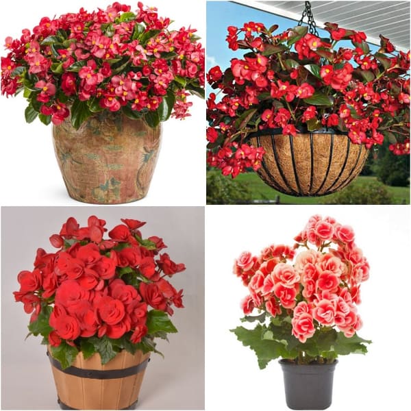 Hoa hải đường đỏ