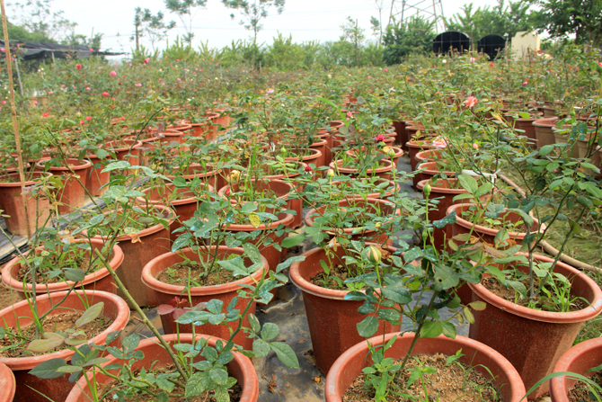 Trồng cây hoa hồng xanh