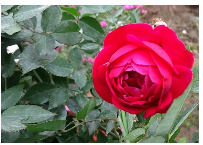 Hoa hồng cổ Quế Son