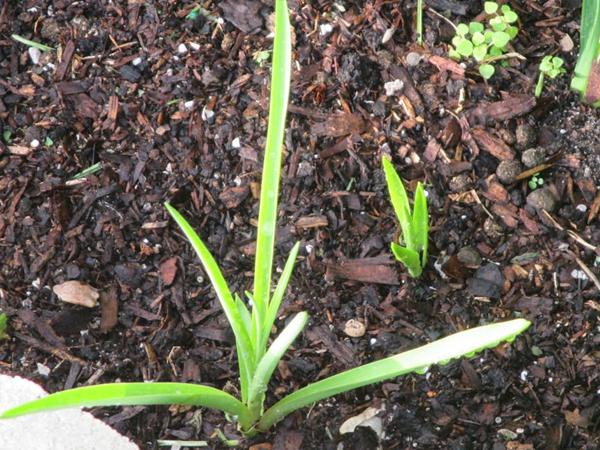  Kỹ thuật trồng huệ trắng nở đẹp