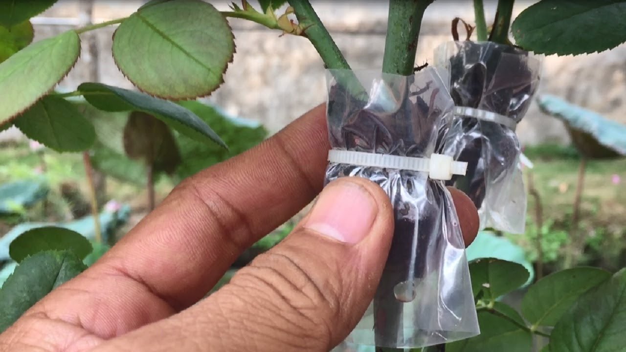 Chiết cành hoa hồng