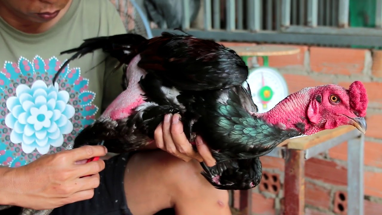 Hớt lông gà nòi đòn