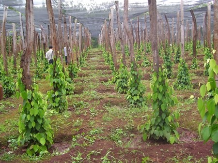 Kỹ thuật trồng và chăm sóc tiêu đúng cách rất cần thiết cho bà con