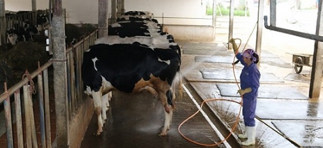 Bò sữa cần được vệ sinh thân thể thường xuyên để loại bỏ mầm bệnh