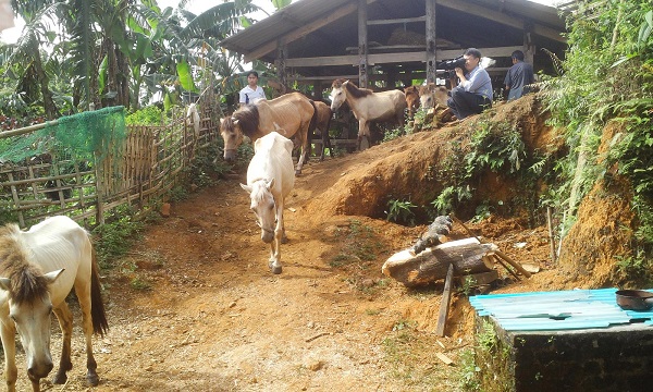 Sân chơi cho ngựa nên lựa chọn nơi gần chuồng nuôi