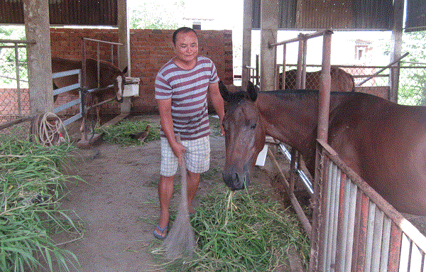 Thức ăn cho ngựa chủ yếu là thức ăn thô như cỏ, phụ phẩm nông nghiệp