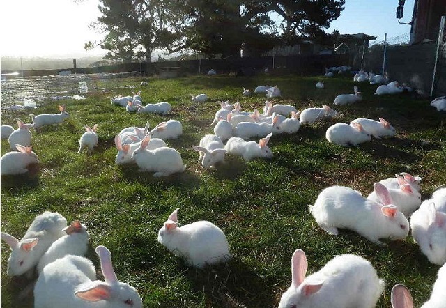 Nhu cầu dinh dưỡng của thỏ bao gồm năng lượng chất xơ, nước uống…