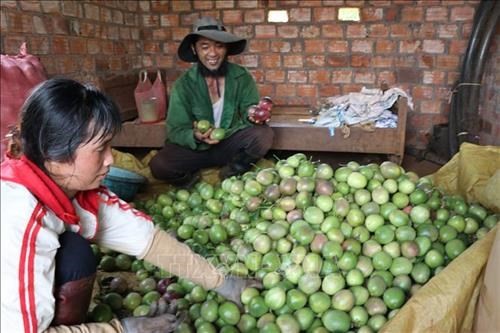 Thành công với mô hình xen canh hồ tiêu, mít thái