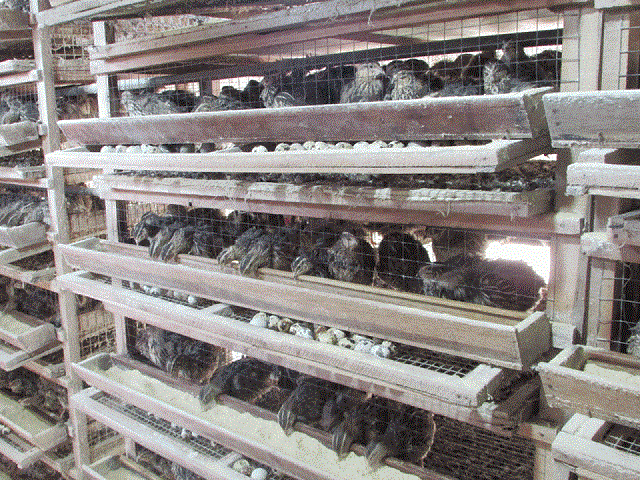 Khi làm lồng nuôi chim cút có rất nhiều yếu tố bạn cần quan tâm đến