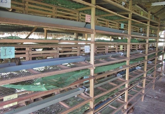 Hiện tại lồng nuôi chim cút được chia thành 3 loại chính