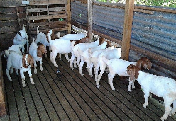 Chuồng dê cần được đảm bảo vệ sinh sạch sẽ