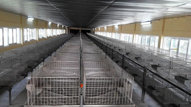 Chuồng trại nuôi thỏ cần có độ cao phù hợp để tránh mầm bệnh và dễ dàng vệ sinh, chăm sóc