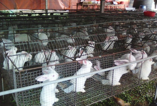 Bạn cần tuân thủ những tiêu chuẩn nhất định để thiết kế chuồng nuôi thỏ đạt chuẩn