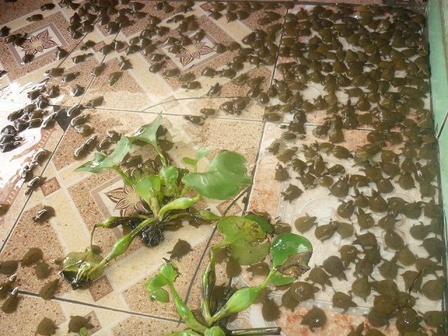 Thông thường thời vụ nuôi ba ba thường bắt đầu vào tháng 3 hàng năm