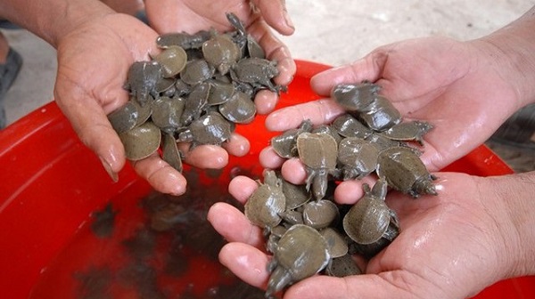 Ba ba giống cần chọn mua những con khỏe ở địa chỉ cung cấp uy tín