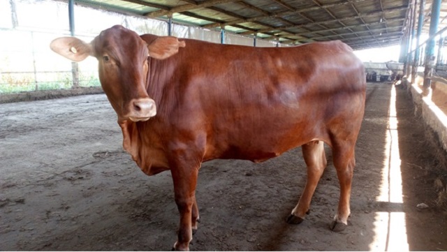 Khi bò mang thai cần chú ý bổ sung đầy đủ dinh dưỡng và nước uống