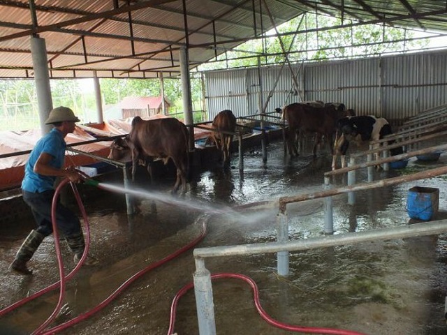 Chuồng phải được làm sạch trước khi dùng thuốc sát trùng