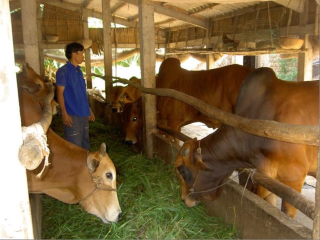 Chuồng trại nuôi bò cần được tính toán cẩn thận nhằm mang lại sự thuận tiện nhất trong quá trình chăm sóc