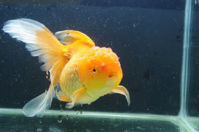 Không thay nước đều đặn cũng là nguyên nhân làm cá ba đuôi dễ chết