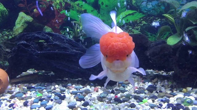 Mua cá ba đuôi không rõ nguồn gốc, chất lượng kém cũng khiến cá dễ chết