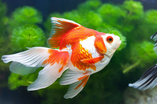 Để lựa chọn được giống cá ba đuôi đẹp có nhiều tiêu chuẩn bạn cần quan tâm