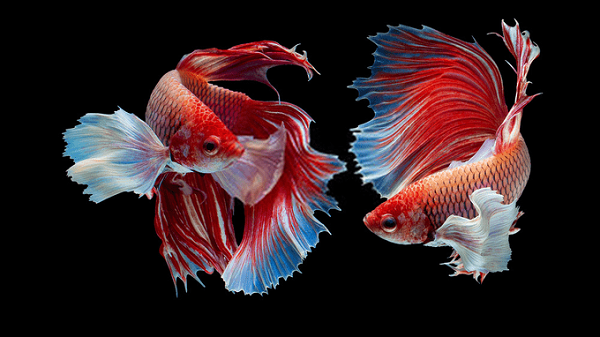 Cá mái sau khi sinh xong cần được cách ly với cá đực