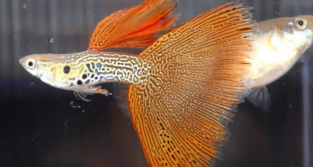 Cá bảy màu là loại cá ăn tạp nên thức ăn của chúng rất đa dạng