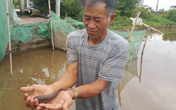 Ao nuôi cá bống bớp cần được xây dựng theo diện tích phù hợp với số lượng cá giống