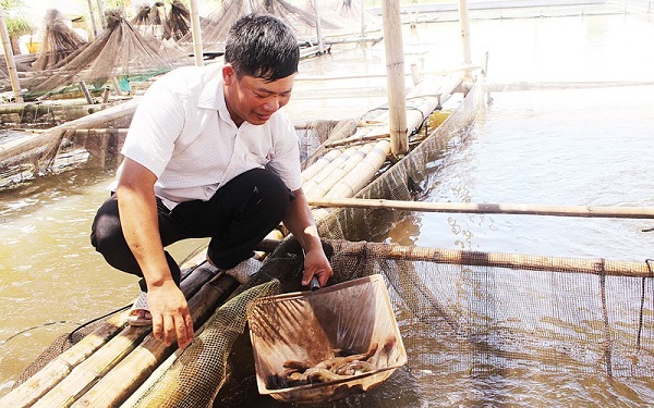 Cá bống bớp khi chọn con giống cần lựa kích thước đồng đều nhau, không bị dị hình