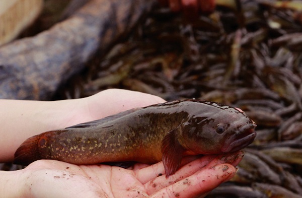 Bà con nông dân cần thường xuyên kiểm tra tốc độ tăng trưởng của cá bống bớp để điều chỉnh chế độ dinh dưỡng cho phù hợp