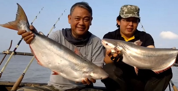 Quá trình thụ tinh nhân tạo cho cá bông lau cần đảm bảo diễn ra đúng kỹ thuật