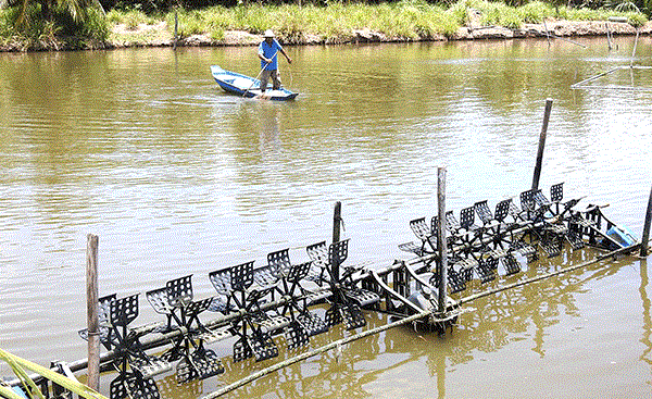 Cá bông lau có thể ương trong bể hoặc trực tiếp bên ngoài ao đất