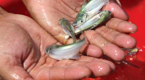 Cá bông lau bố mẹ cần được tuyển chọn kỹ lưỡng theo những tiêu chuẩn cụ thể