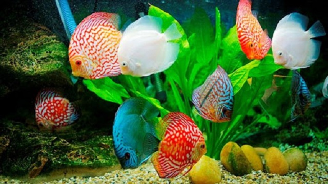 Kỹ thuật nuôi cá cảnh hiện nay được nhiều người quan tâm tìm hiểu
