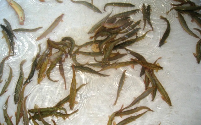 Chuẩn bị giống cá chạch khỏe, đồng đều là điều mà bà con nông dân không thể bỏ qua