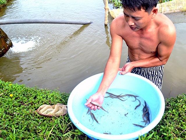 Cá chạch lấu có thể sinh sống tốt trong môi trường ao đất