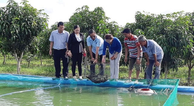 Nuôi cá chạch lấu trong bể lót bạt giúp việc vệ sinh và thay nước dễ dàng hơn