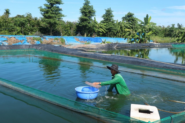Cá chạch lấu là loài ăn tạp nên khả năng ăn rất đa dạng nhóm thực phẩm