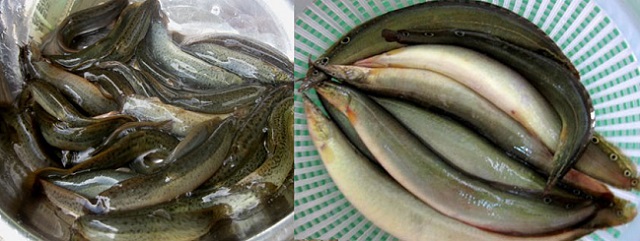 Quá trình thu hoạch cá chạch cần tránh để da cá bị tổn thương