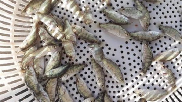 Cá giống khi thả vào ao cần phải có kích thước đồng đều nhau không có dấu hiệu bị bệnh