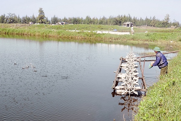 Nguồn nước nuôi cá chẽm phải đảm bảo sạch, không bị ô nhiễm