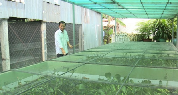 Người nuôi cà cuống cần chú ý duy trì mực nước trong bể ở mức 10 - 15cm