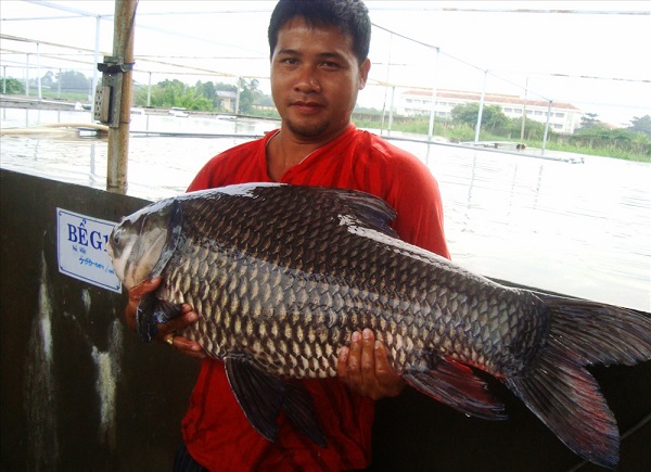 Cá hô nuôi 18 tháng đã có thể thu hoạch