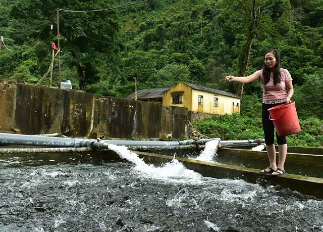 Thức ăn cho cá hồi hiện nay đa phần là thức ăn nhập