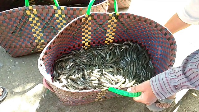 Con giống bà con nông dân nên lựa chọn kích thước gần như nhau và không có dấu hiệu bị bệnh