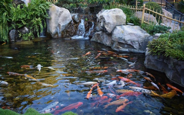 Có nhiều nguyên nhân khiến cá Koi Nhật Bản bị bệnh