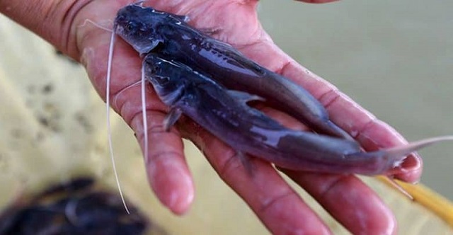 Bạn nên chọn mua cá lăng giống tại những trại cá uy tín