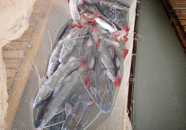 Cá lăng nuôi khoảng 1 năm đã có thể thu hoạch