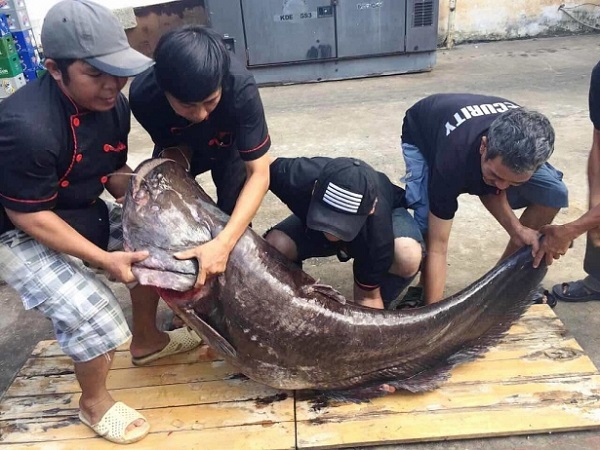 Thả giống cá leo vào tháng 2 - 3 dương lịch là phù hợp nhất