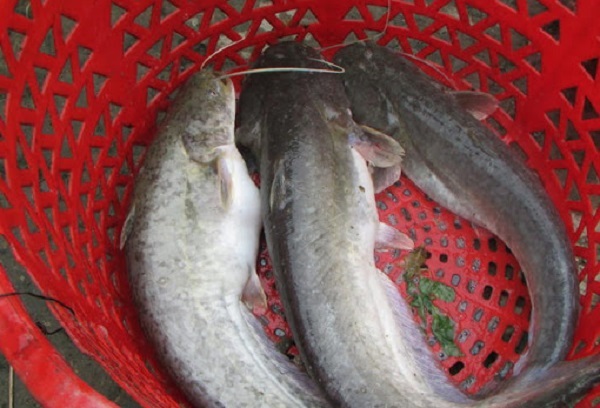 Ao nuôi cá leo phải có kích thước lớn để đảm bảo đủ môi trường cho cá sinh trưởng